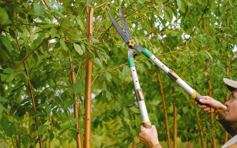 Tree trimming in Dellrose, TN